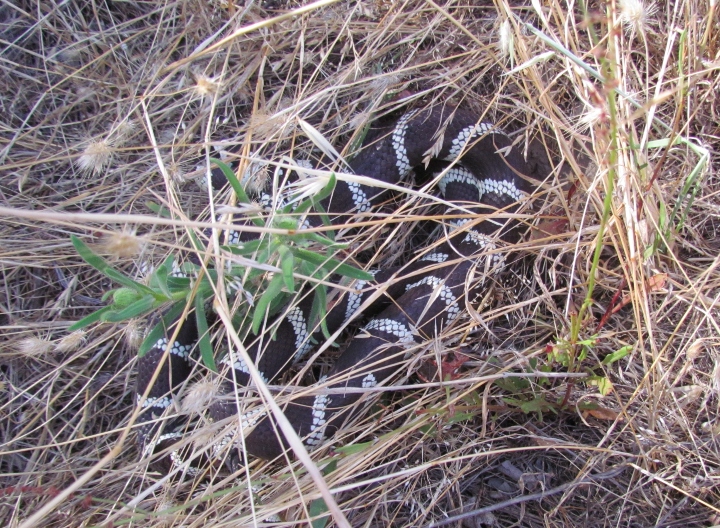 California Kingsnake